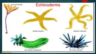 Echinoderms
 