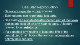 Sea Star Reproduction
 Sexes are separate in most species.
 Echinoderms can regenerate lost parts.
 Sea stars can also deliberately detach part of their own
bodies and cast off an arm near its base. A feature
referred to as autotomy.
 If a detached arm retains at least one fifth of the
central disc (main body), the arm can regenerate an
entirely new sea star.
 