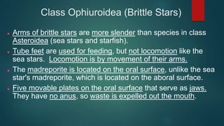 Class Ophiuroidea (Brittle Stars)
 Arms of brittle stars are more slender than species in class
Asteroidea (sea stars and starfish).
 Tube feet are used for feeding, but not locomotion like the
sea stars. Locomotion is by movement of their arms.
 The madreporite is located on the oral surface, unlike the sea
star's madreporite, which is located on the aboral surface.
 Five movable plates on the oral surface that serve as jaws.
They have no anus, so waste is expelled out the mouth.
 