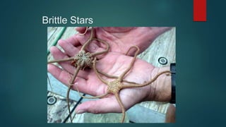 Brittle Stars
 