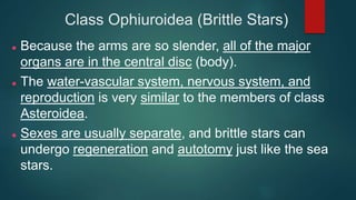 Class Ophiuroidea (Brittle Stars)
 Because the arms are so slender, all of the major
organs are in the central disc (body).
 The water-vascular system, nervous system, and
reproduction is very similar to the members of class
Asteroidea.
 Sexes are usually separate, and brittle stars can
undergo regeneration and autotomy just like the sea
stars.
 
