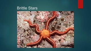 Brittle Stars
 