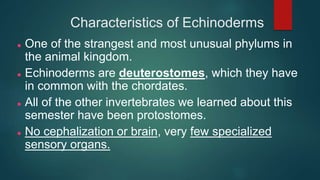 Characteristics of Echinoderms
 One of the strangest and most unusual phylums in
the animal kingdom.
 Echinoderms are deuterostomes, which they have
in common with the chordates.
 All of the other invertebrates we learned about this
semester have been protostomes.
 No cephalization or brain, very few specialized
sensory organs.
 