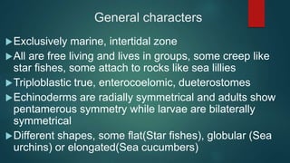 General characters
Exclusively marine, intertidal zone
All are free living and lives in groups, some creep like
star fishes, some attach to rocks like sea lillies
Triploblastic true, enterocoelomic, dueterostomes
Echinoderms are radially symmetrical and adults show
pentamerous symmetry while larvae are bilaterally
symmetrical
Different shapes, some flat(Star fishes), globular (Sea
urchins) or elongated(Sea cucumbers)
 