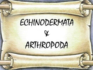 ECHINODERMATA 
& 
ARTHROPODA 
 