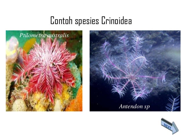 Echinodermata erlangga