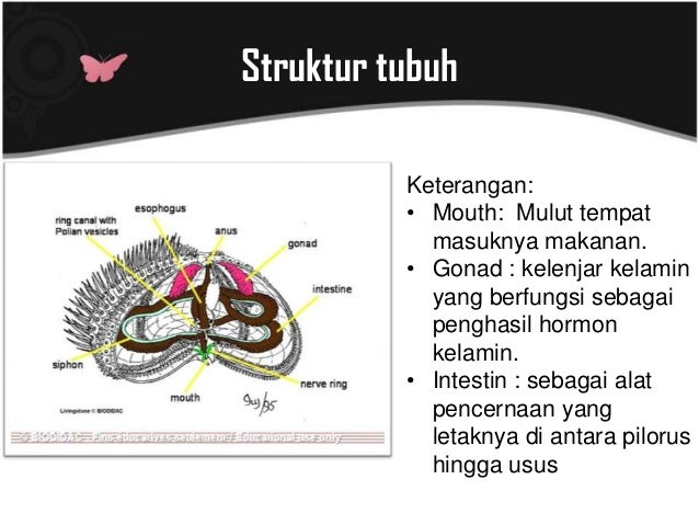 Echinodermata erlangga