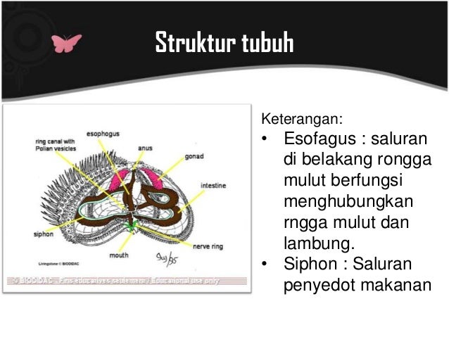Echinodermata erlangga Echinodermata erlangga