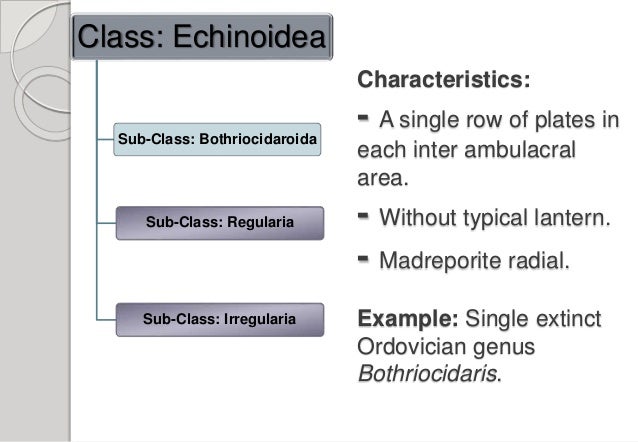 Phylum Echinodermata Clear Concept