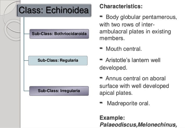 Phylum Echinodermata Clear Concept