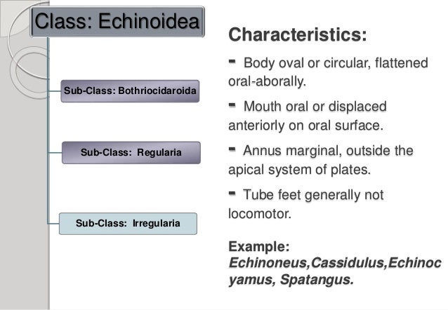 Phylum Echinodermata Clear Concept