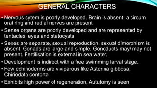 GENERAL CHARACTERS
• Nervous sytem is poorly developed. Brain is absent, a circum
oral ring and radial nerves are present
• Sense organs are poorly developed and are represented by
tentacles, eyes and statocysts
• Sexes are separate, sexual reproduction, sexual dimorphism is
absent. Gonads are large and simple. Gonoducts may/ may not
present. Fertilisation is external in sea water.
• Development is indirect with a free swimming larval stage.
• Few echinoderms are viviparous like Asterina gibbosa,
Chiriodata contorta
• Exhibits high power of regeneration, Aututomy is seen
 