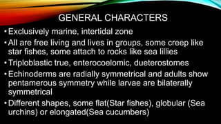 Echinodermata general characters