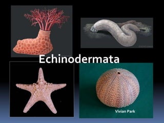 Echinodermata



            Vivian Park
 