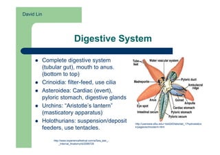 Echinodermata presentation PDF