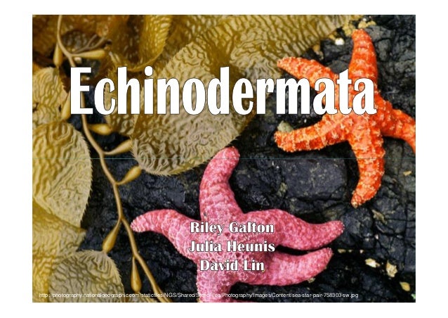  Echinodermata  presentation