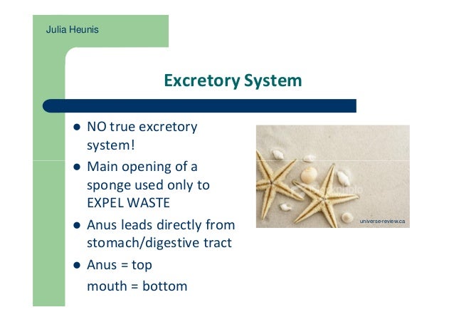 Echinodermata Presentation