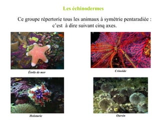 Les échinodermes  Ce groupe répertorie tous les animaux à symétrie pentaradiée : c’est  à dire suivant cinq axes. Étoile de mer Crinoïde Holoturie  Oursin  