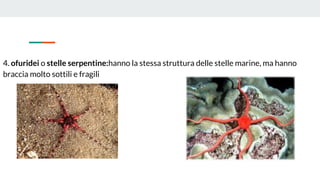 4. ofuridei o stelle serpentine:hanno la stessa struttura delle stelle marine, ma hanno
braccia molto sottili e fragili
 