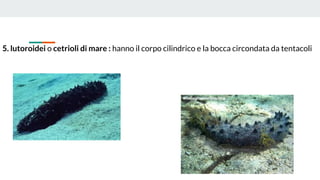 5. lutoroidei o cetrioli di mare : hanno il corpo cilindrico e la bocca circondata da tentacoli
 