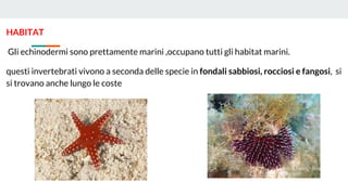HABITAT
Gli echinodermi sono prettamente marini ,occupano tutti gli habitat marini.
questi invertebrati vivono a seconda delle specie in fondali sabbiosi, rocciosi e fangosi, si
si trovano anche lungo le coste
 