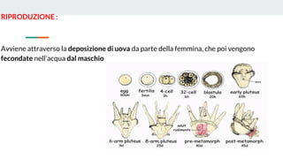 RIPRODUZIONE :
Avviene attraverso la deposizione di uova da parte della femmina, che poi vengono
fecondate nell'acqua dal maschio
 