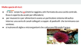 Molte specie di ricci:
● il loro corpo ha assimetria raggiata, ed è formato da una cavità centrale.
Esso è coperto da aculei per difendersi;
● per muoversi e per alimentarsi usano un particolare sistema idraulico
interno: una serie di canali collegati a coppie di pedicelli che terminano con
ventose;
● si nutrono di alghe e microrganismi che catturano filtrando l’acqua
 