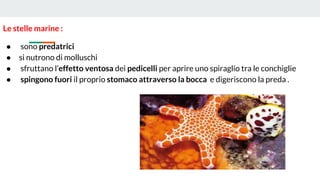 Le stelle marine :
● sono predatrici
● si nutrono di molluschi
● sfruttano l’effetto ventosa dei pedicelli per aprire uno spiraglio tra le conchiglie
● spingono fuori il proprio stomaco attraverso la bocca e digeriscono la preda .
 
