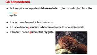 Gli echinodermi
● le loro spine sono parte del dermascheletro, formato da placche sotto
la pelle
● Hanno un abbozzo di scheletro interno
● Le larve hanno asimmetria bilaterale (come le larve dei cordati)
● Gli adulti hanno asimmetria raggiata
 