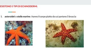 ESISTONO 5 TIPI DI ECHINODERMI.
1. asteroidei o stelle marine : hanno il corpo piatto da cui partono 5 braccia
 