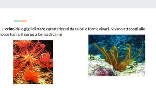 2. crinoidei o gigli di mare.caratterizzati da colori e forme vivaci , vivono attaccati alle
rocce hanno il corpo a forma di calice
 