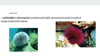 3. echinoidei o ricci marini:caratterizzati dalla presenza di aculei in tutto il
corpo,contenenti veleno
 