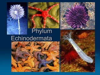Phylum
Echinodermata
 