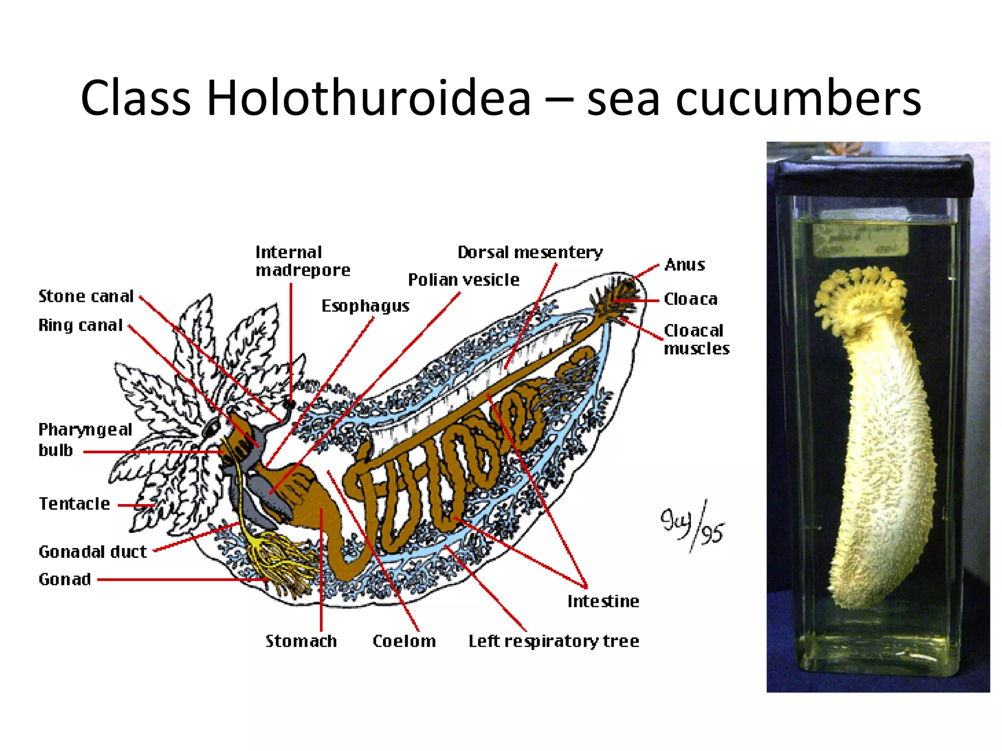 Class Holothuroidea – sea cucumbers