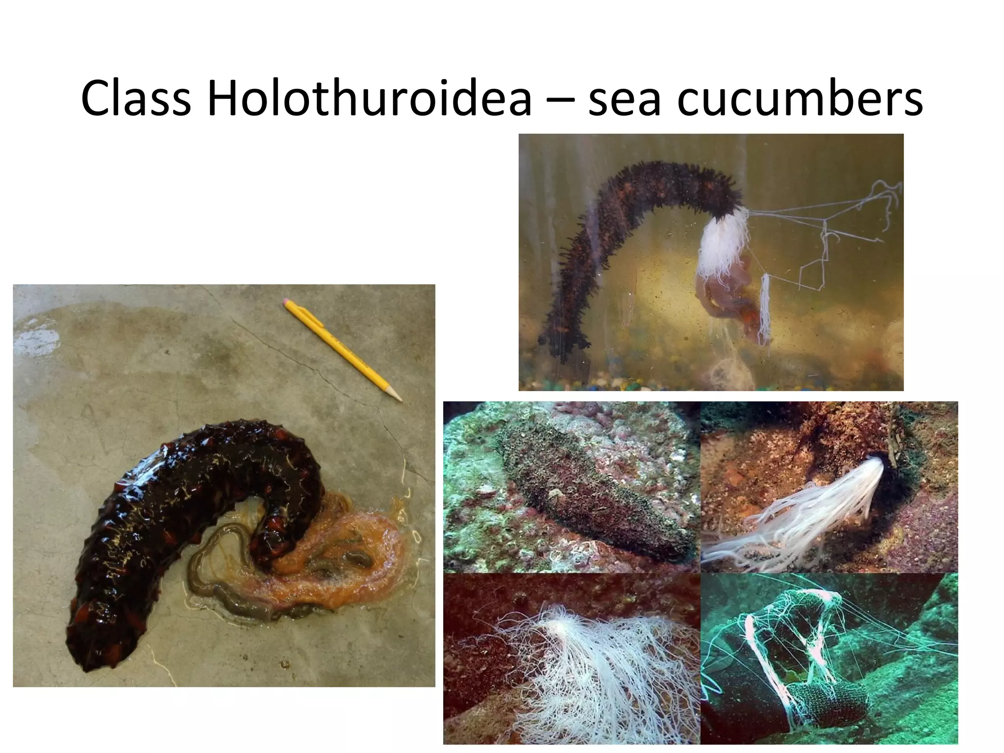 Class Holothuroidea – sea cucumbers