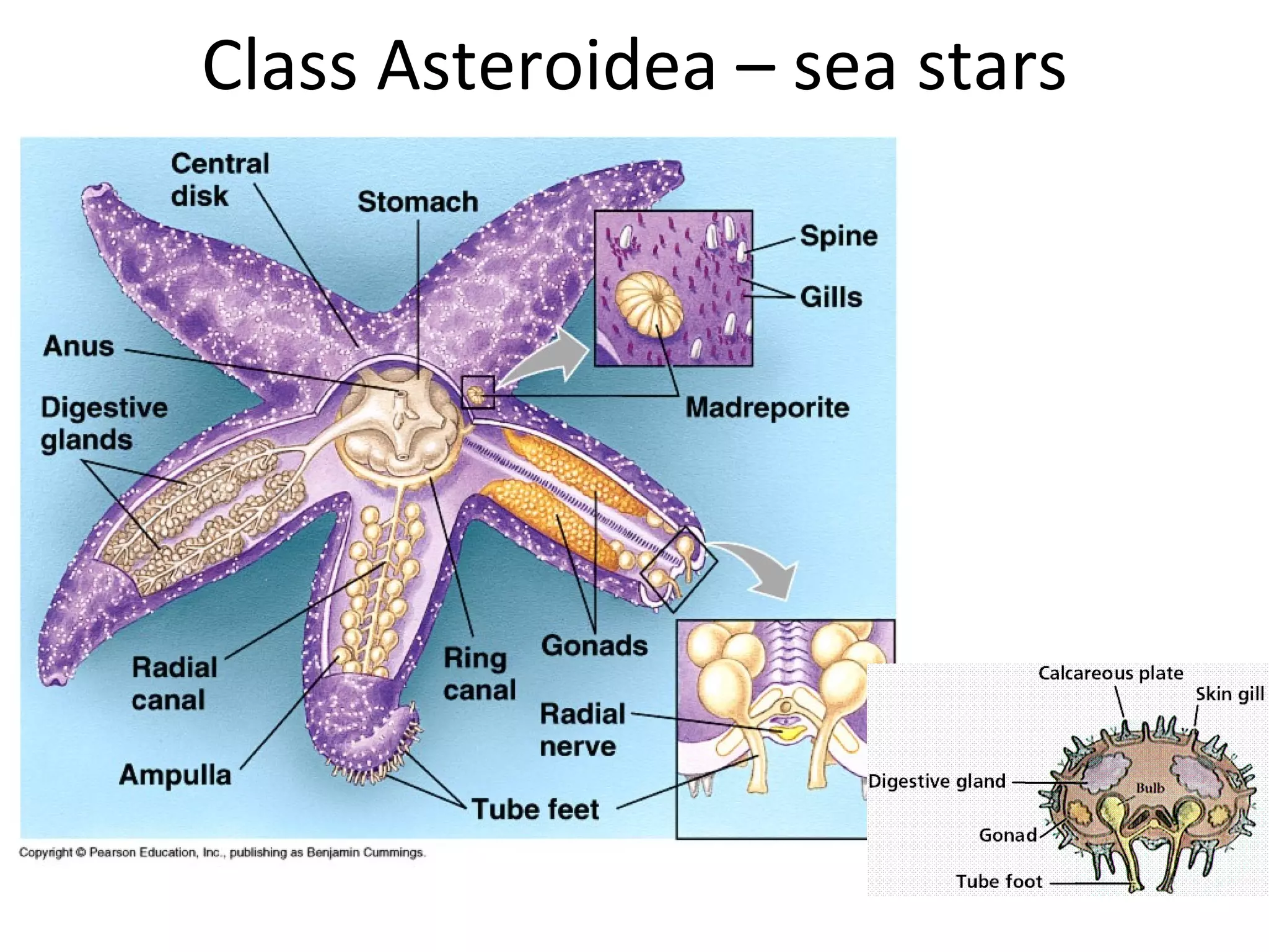 Class Asteroidea – sea stars