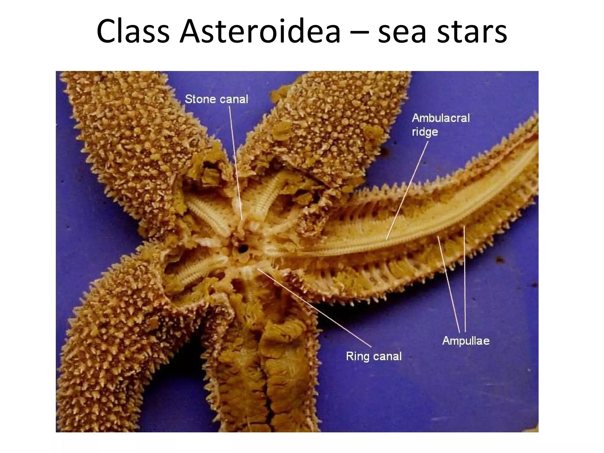 Class Asteroidea – sea stars
