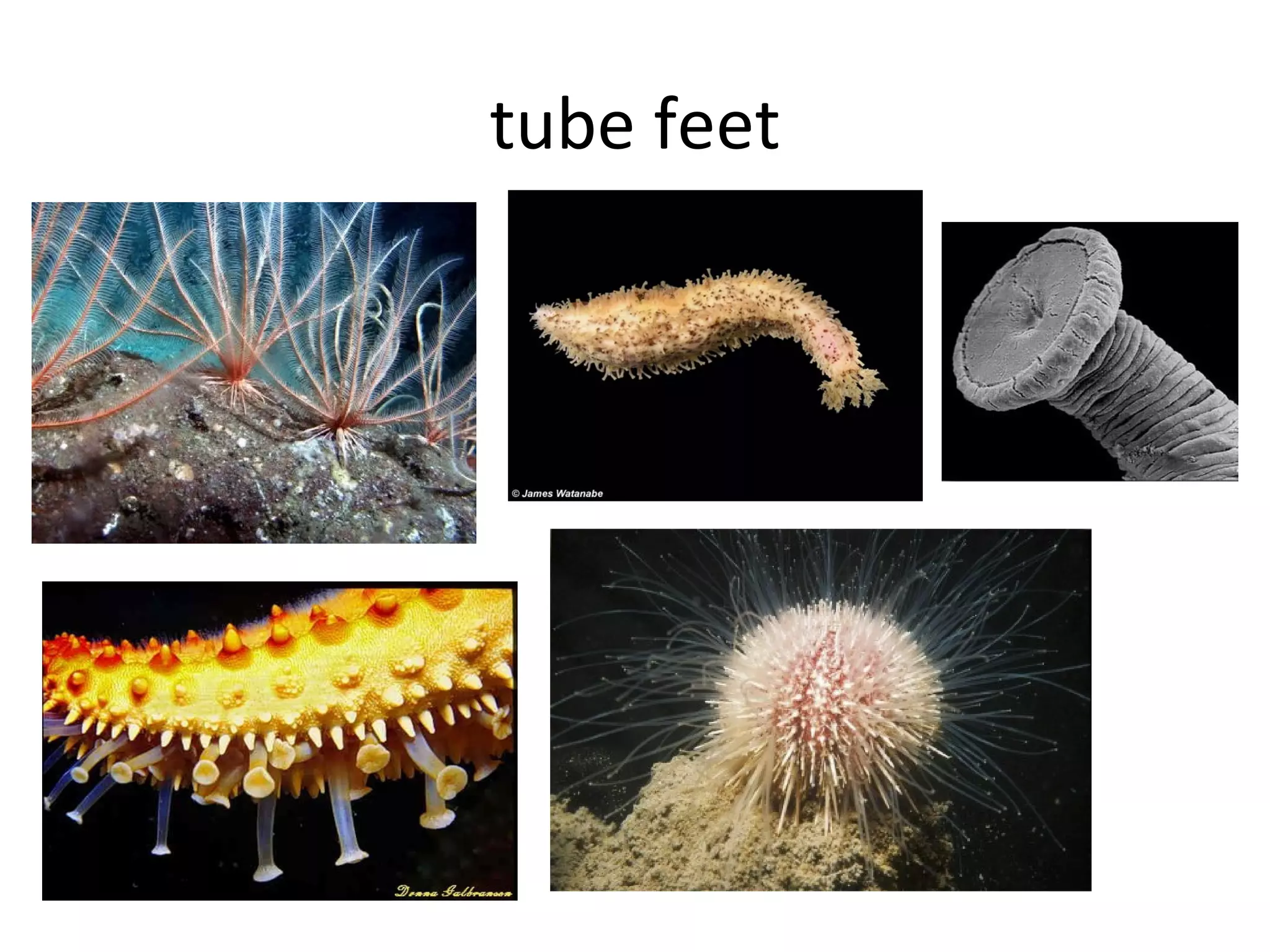 tube feet