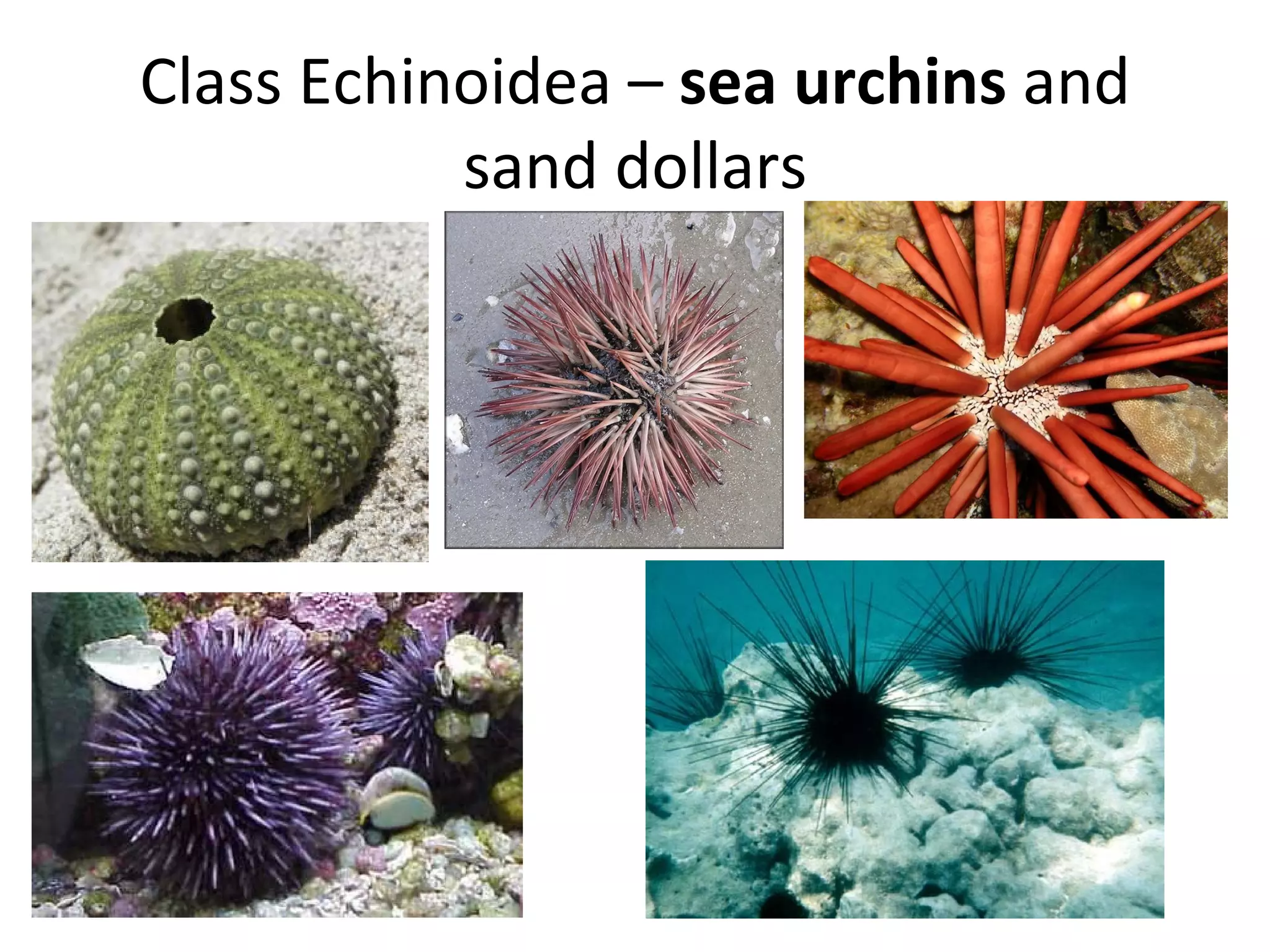 Class Echinoidea – sea urchins and
sand dollars