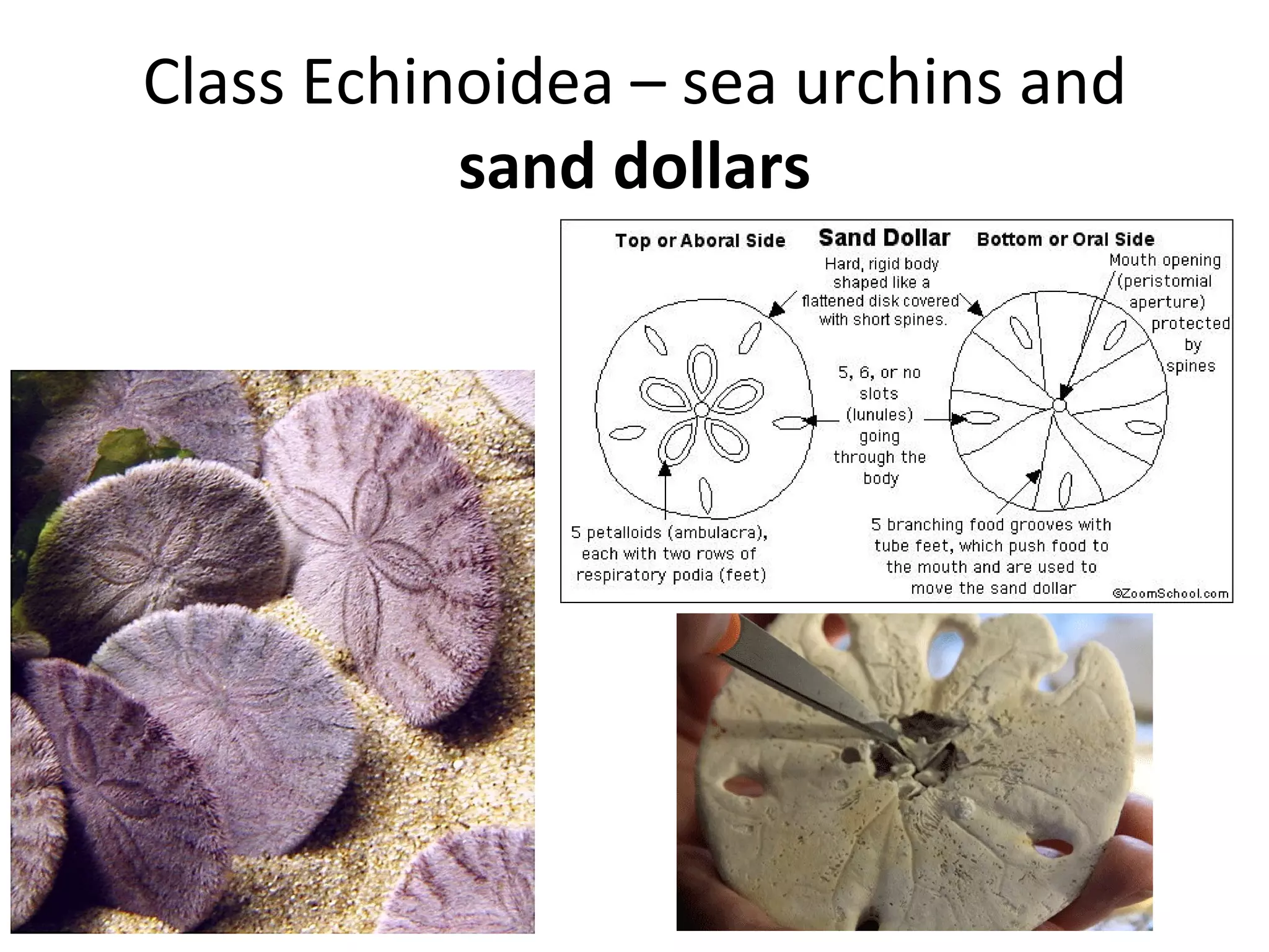 Class Echinoidea – sea urchins and
sand dollars