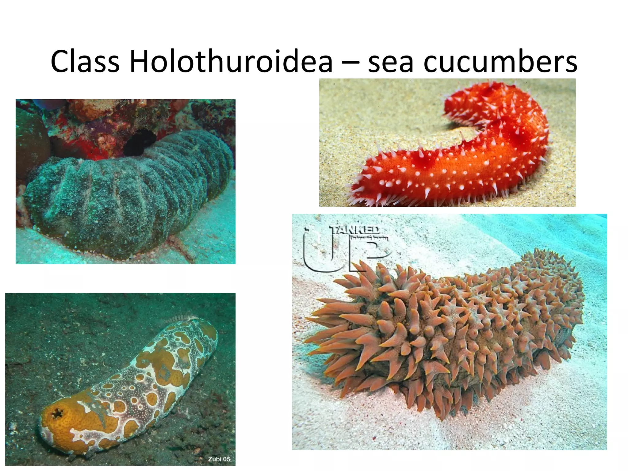 Class Holothuroidea – sea cucumbers