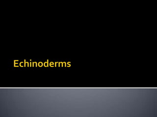 Echinoderms<br />