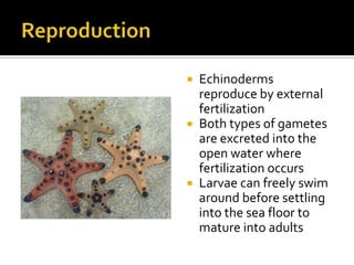 Reproduction<br />Echinoderms reproduce by external fertilization<br />Both types of gametes are excreted into the open wa...