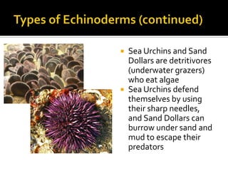 Types of Echinoderms (continued)<br />Sea Urchins and Sand Dollars are detritivores (underwater grazers) who eat algae<br ...