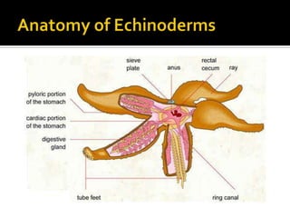 Anatomy of Echinoderms<br />