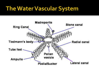 The Water Vascular System<br />