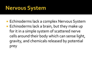 Nervous SystemEchinoderms lack a complex Nervous SystemEchinoderms lack a brain, but they make up for it in a simple system of scattered nerve cells around their body which can sense light, gravity, and chemicals released by potential prey