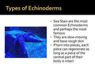 Types of EchinodermsSea Stars are the most common Echinoderms and perhaps the most famousThey are slow-moving and have rough skinIf torn into pieces, each piece can regenerate as long as a piece of the central part of their body is intact