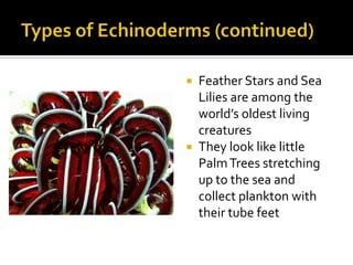Types of Echinoderms (continued)Feather Stars and Sea Lilies are among the world’s oldest living creaturesThey look like little Palm Trees stretching up to the sea and collect plankton with their tube feet