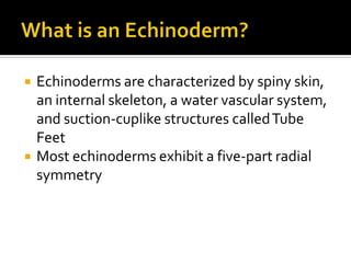 What is an Echinoderm?Echinoderms are characterized by spiny skin, an internal skeleton, a water vascular system, and suction-cuplike structures called Tube FeetMost echinoderms exhibit a five-part radial symmetry